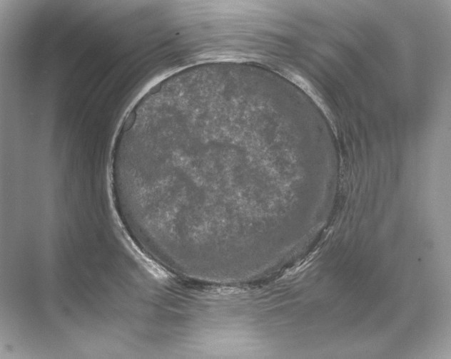 X0000071761187200607220002