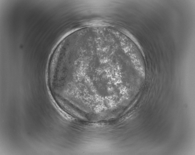 X0000071761195200607220002