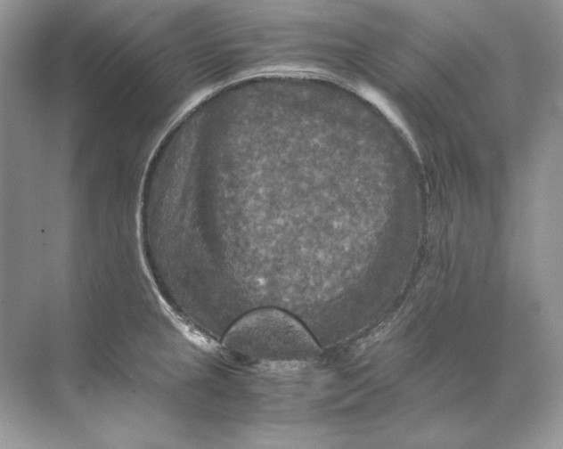 X0000071761237200607220001