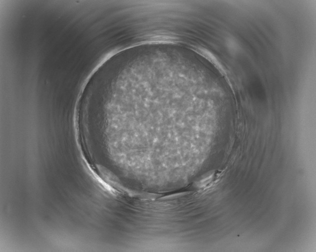 X0000071761243200607220001