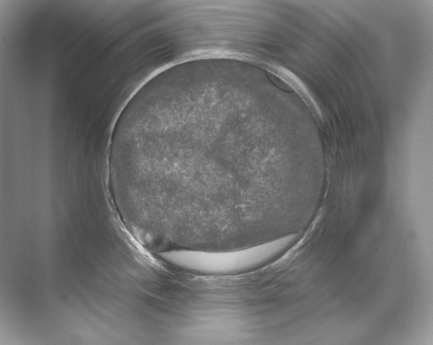 X0000071761244200607220001