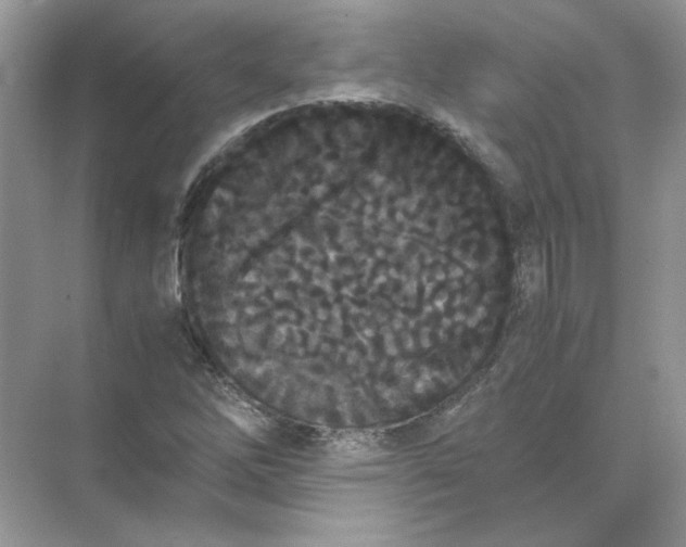 X0000071761262200607220000