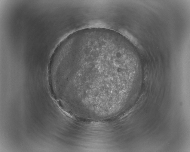 X0000071761264200607220000