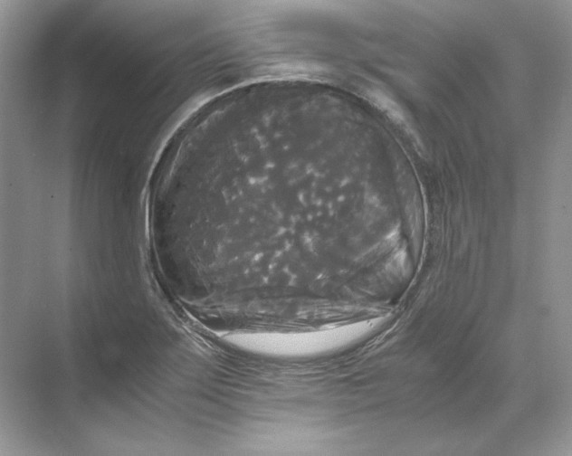 X0000071761275200607220000