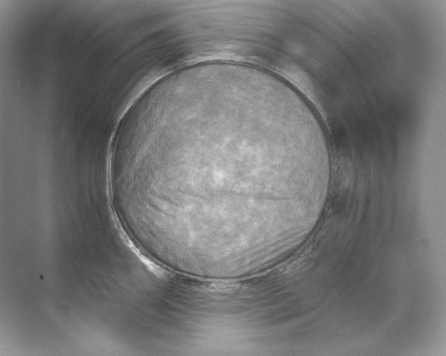 X0000071761290200607220000