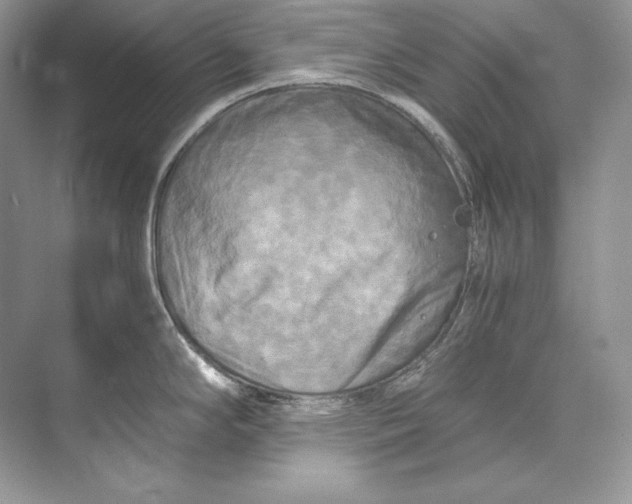 X0000071761294200607220000