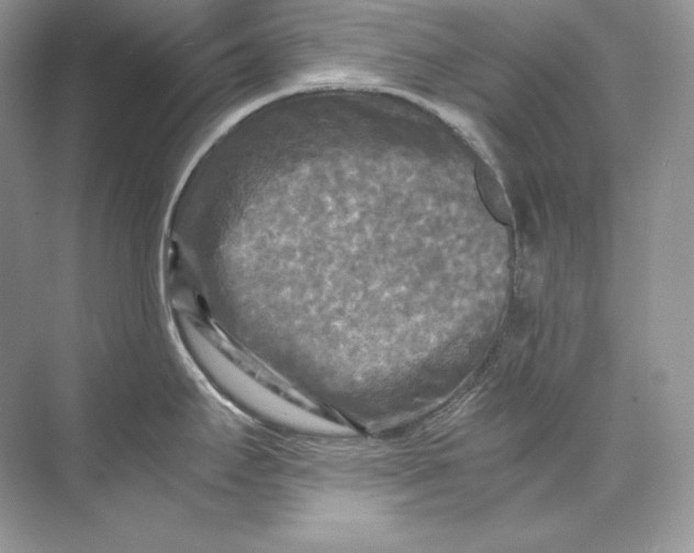 X0000071761295200607220000