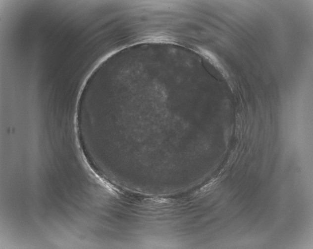 X0000071761331200607220000