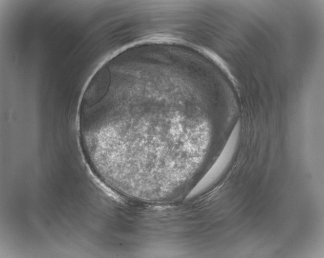 X0000071761335200607220000