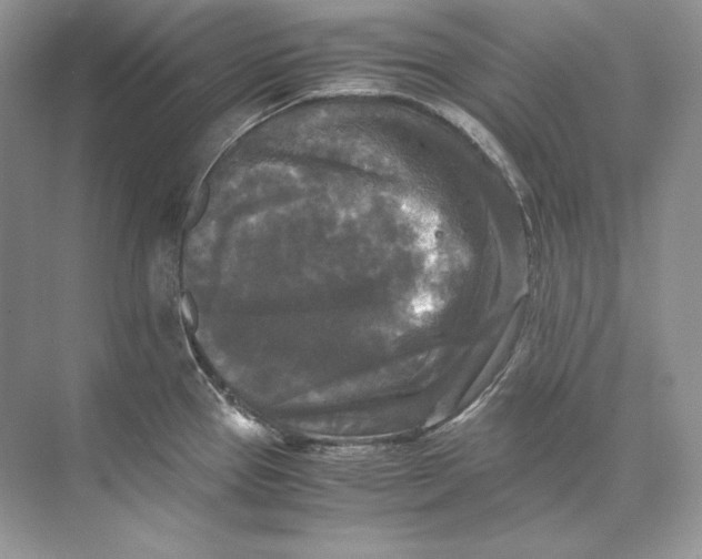 X0000071761337200607220000