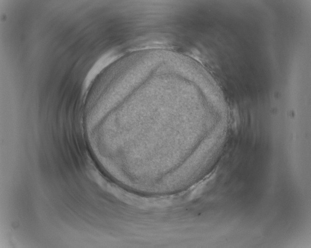 X0000071760004200607282159