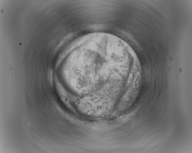 X0000071760024200607282159