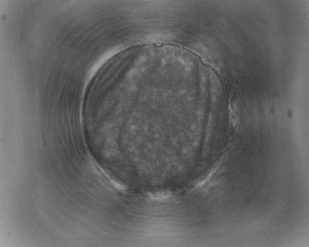 X0000071760196200607282156