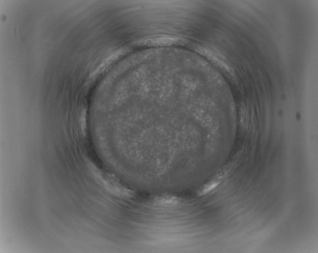 X0000071760206200607282156