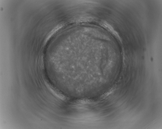 X0000071760250200607282155