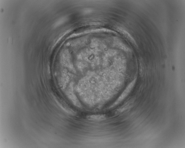 X0000071760251200607282155