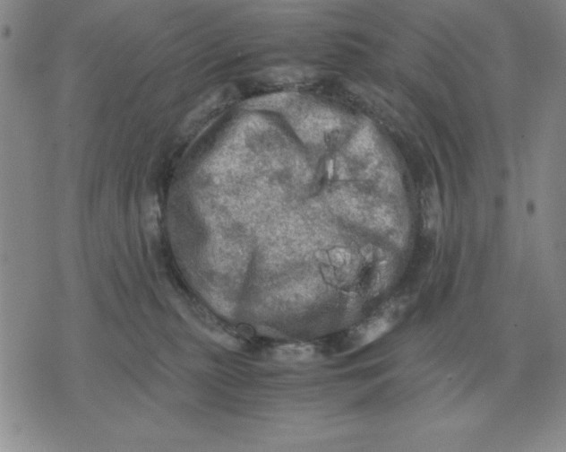 X0000071760279200607282155