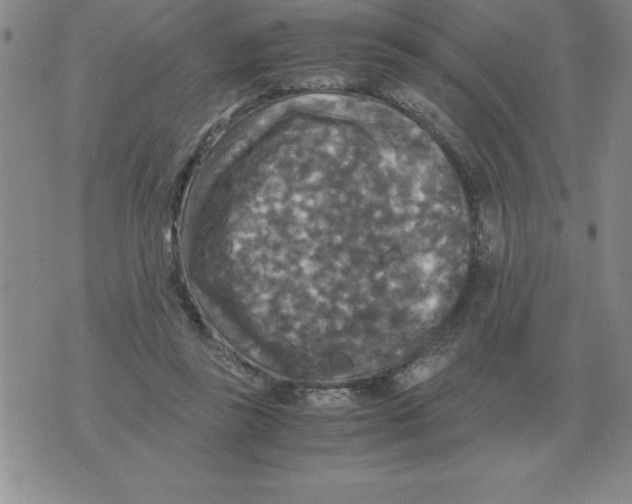 X0000071760355200607282153