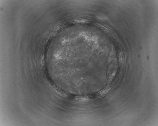 X0000071760559200607282150