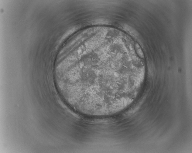 X0000071760625200607282148