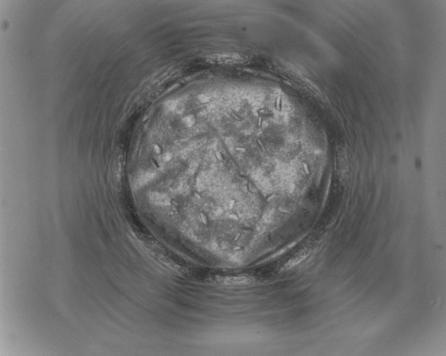 X0000071760645200607282149