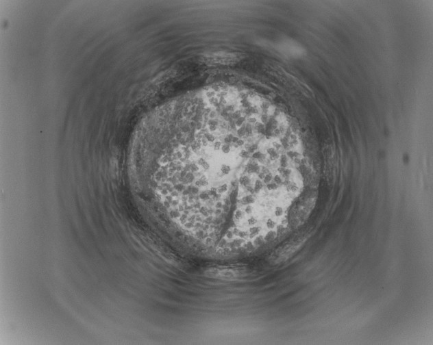 X0000071760655200607282149