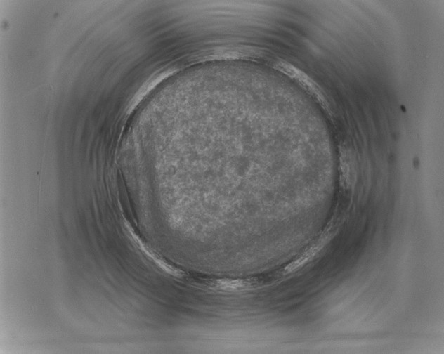 X0000071760794200607282146