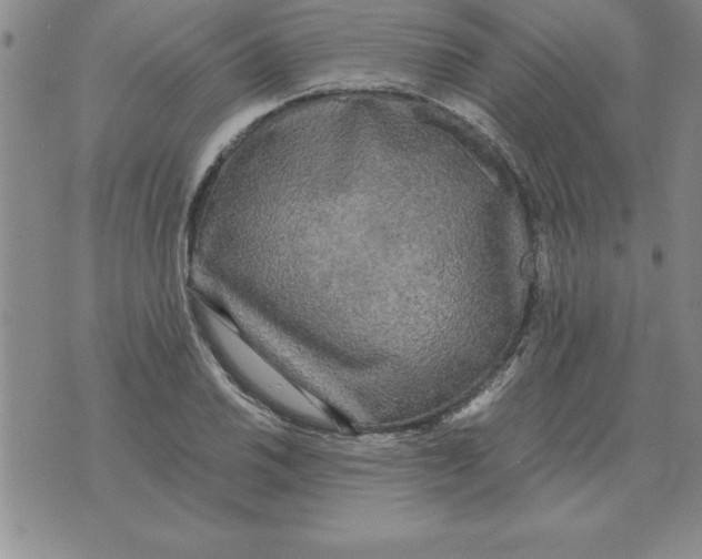 X0000071761030200607282142