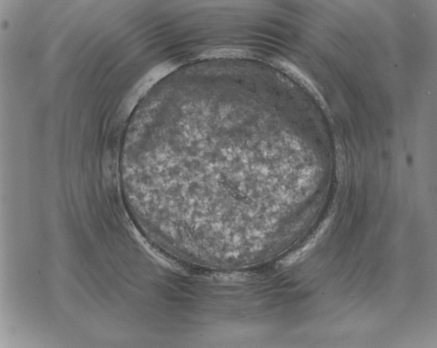 X0000071761041200607282143