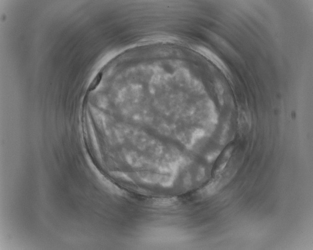 X0000071761055200607282143