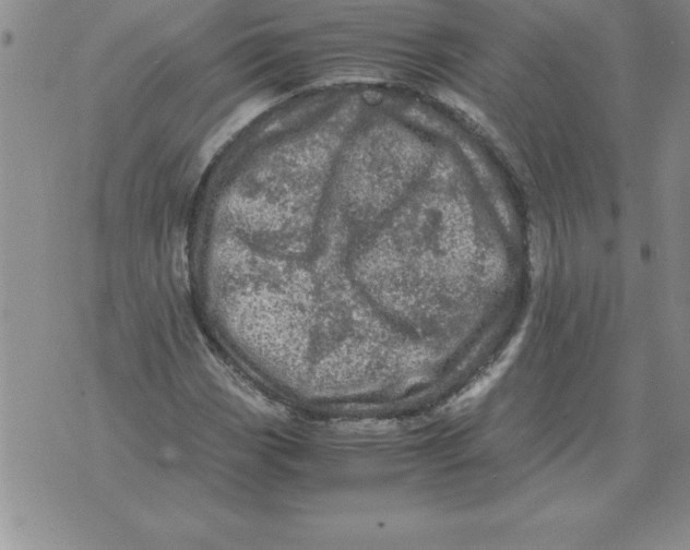 X0000071761113200607282141