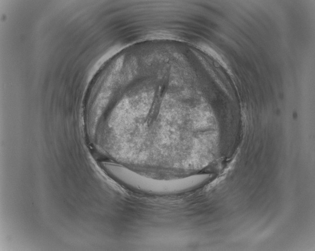 X0000071761133200607282141