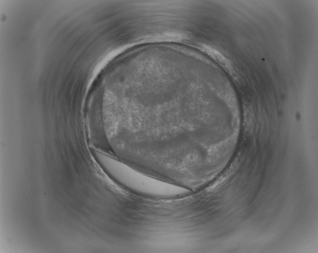 X0000071761184200607282140