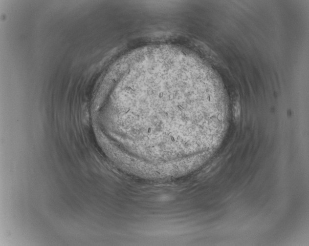 X0000071761204200607282139