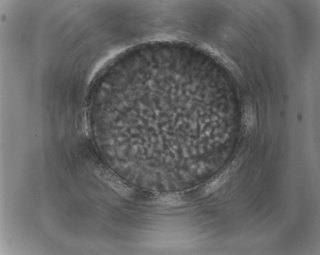 X0000071761262200607282139