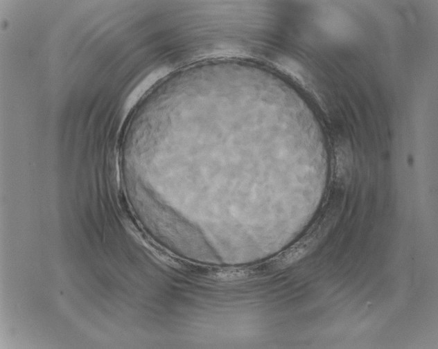 X0000071761274200607282139