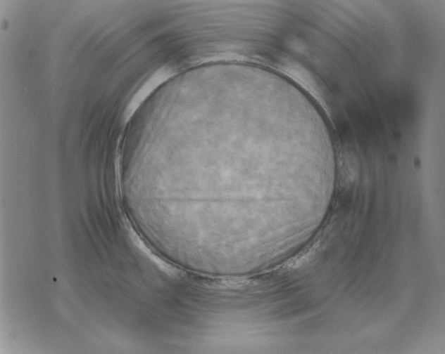 X0000071761290200607282138