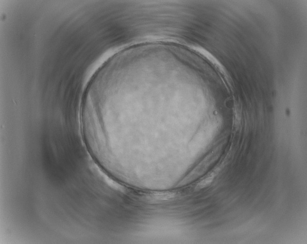 X0000071761294200607282138