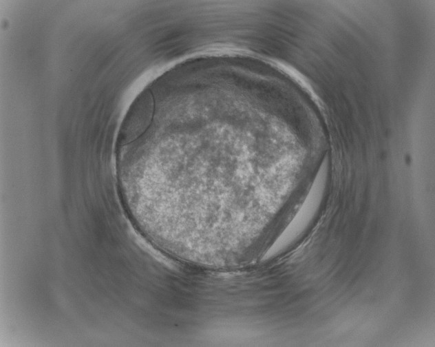 X0000071761335200607282138