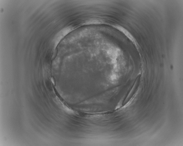 X0000071761337200607282138