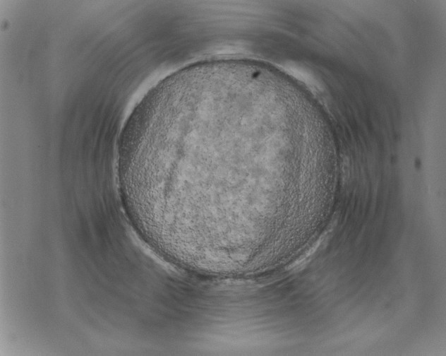 X0000071761374200607282137