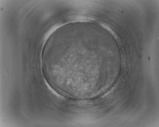 X0000071761479200607282135