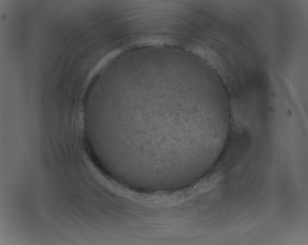 X0000071770016200606301206