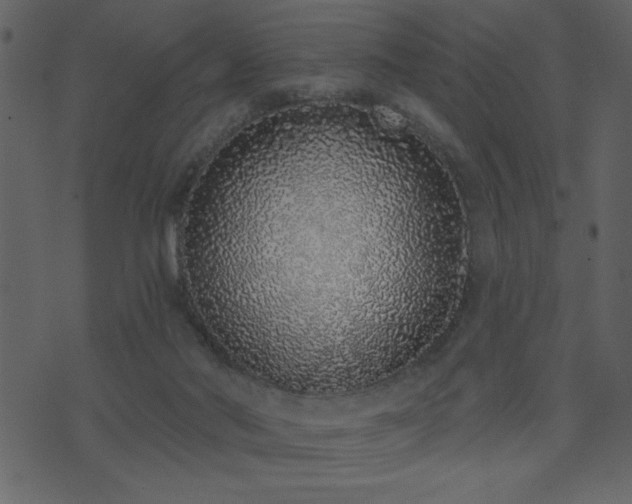 X0000071770022200606301206