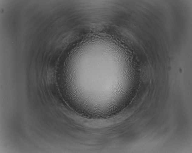 X0000071770034200606301206