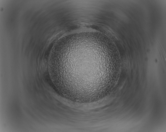 X0000071770043200606301206