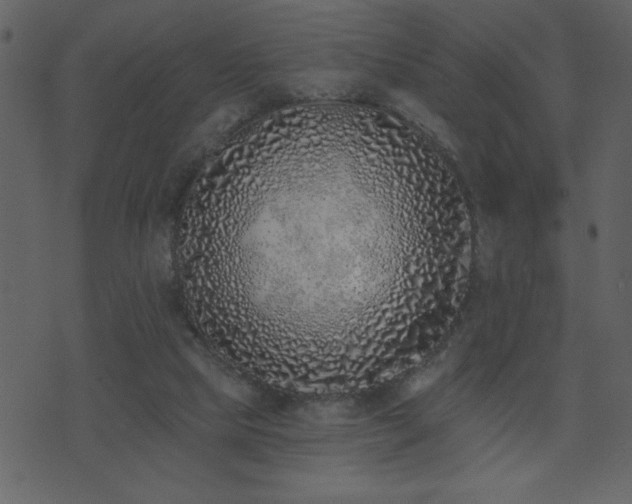 X0000071770065200606301205