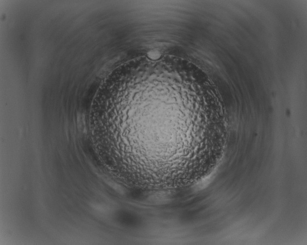 X0000071770182200606301204