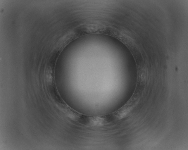 X0000071770226200606301203