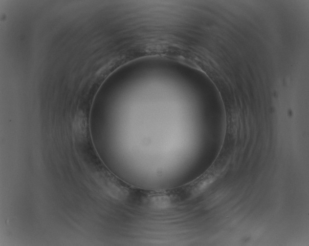 X0000071770228200606301203